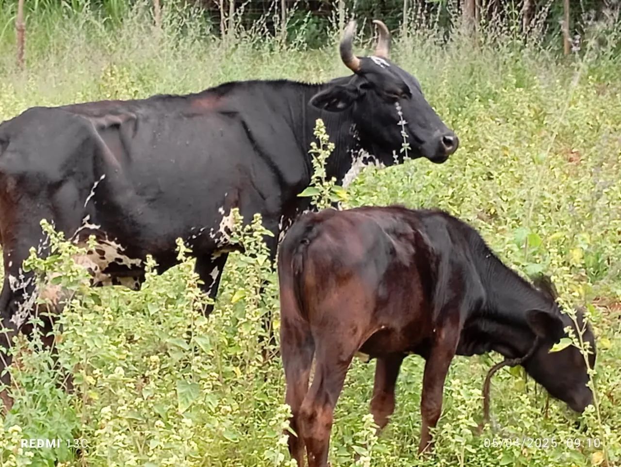 Vaca e bezerro cruzada Jersey e Holanda 