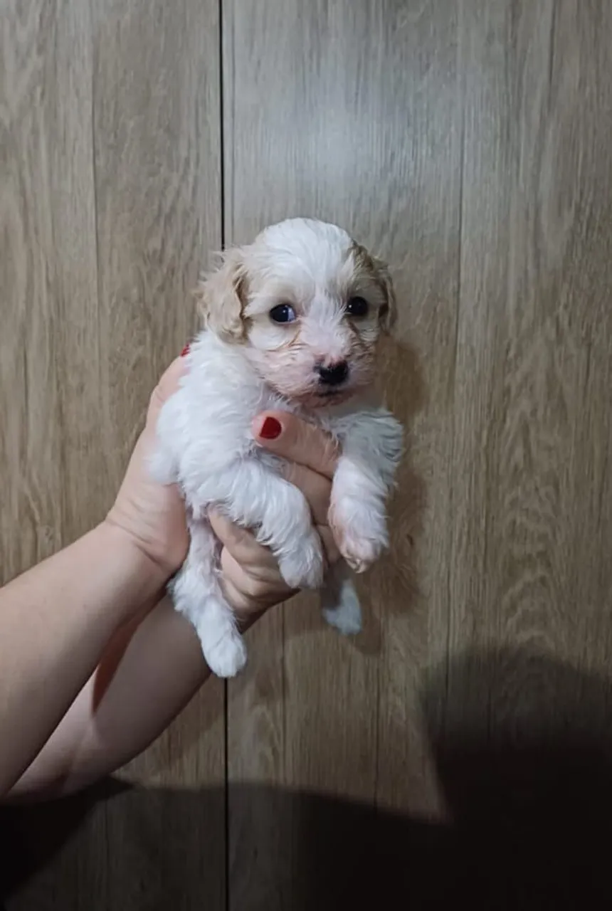 Lindo machinho de poodle micro toy purissimo