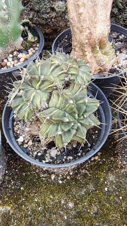 Cacto Gymnocalycium Mihanovichii