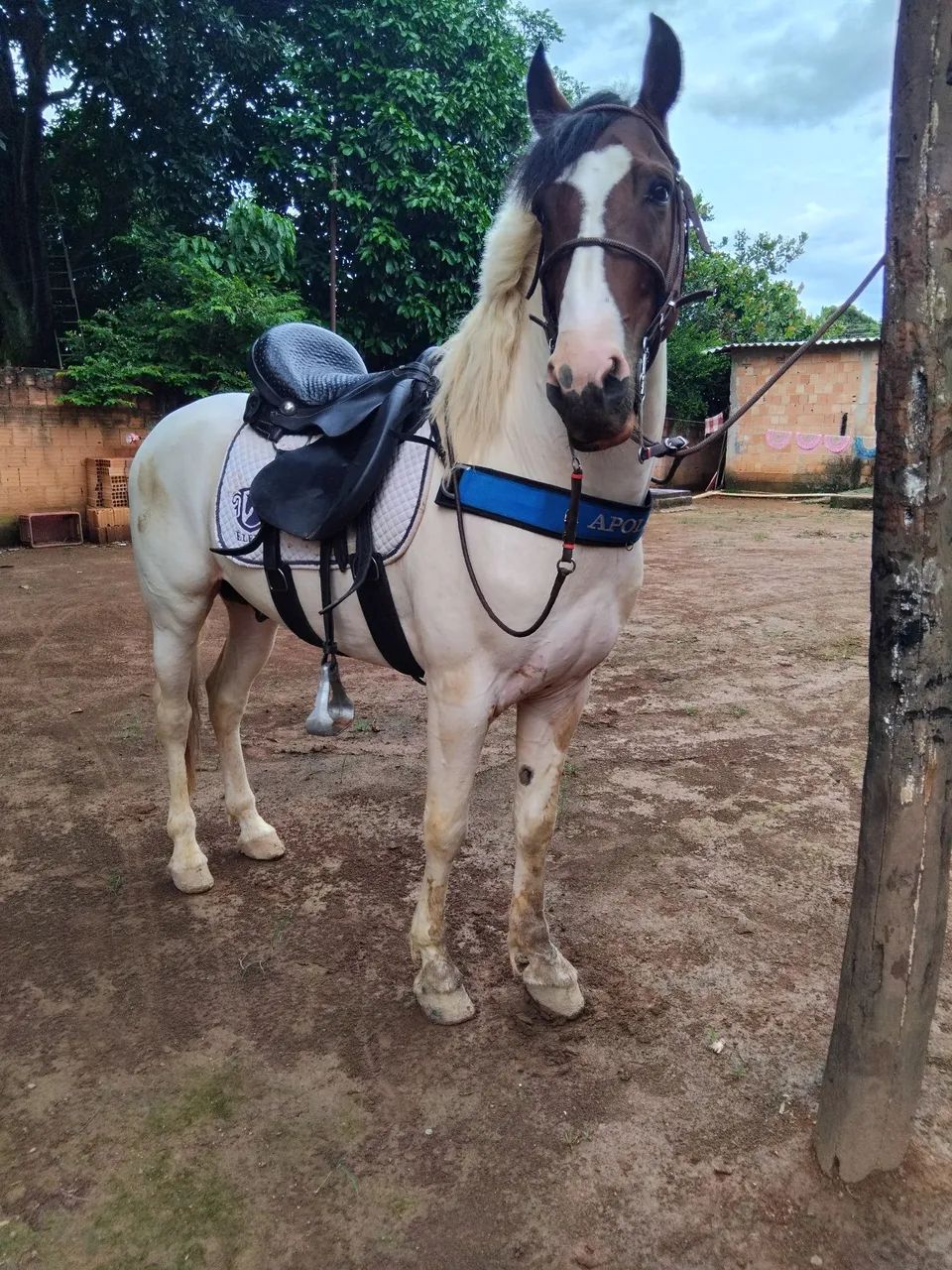 Cavalo manga larga Paulista Machador