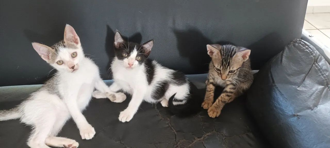 Adoção responsável 