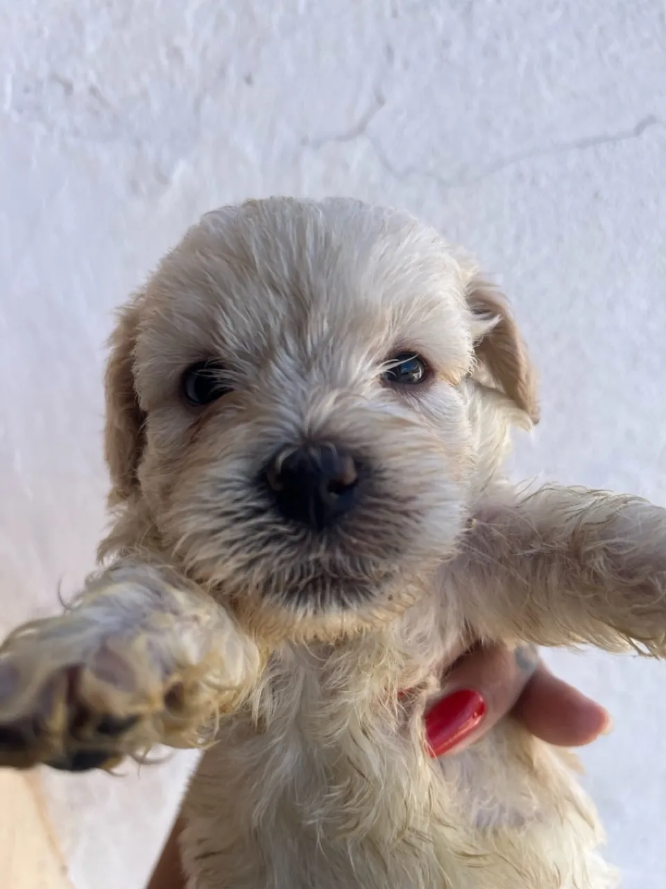 Filhote de poodle com Maltês, Puros, peludos e Charmosos!