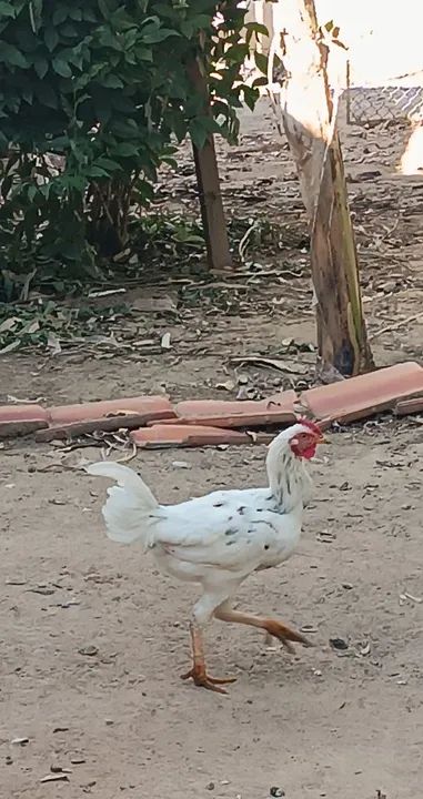 Frango caipira e galinhas para venda - Foto 3