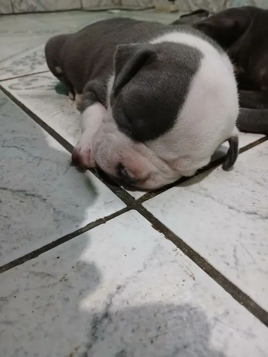 Americam bully - Foto 3