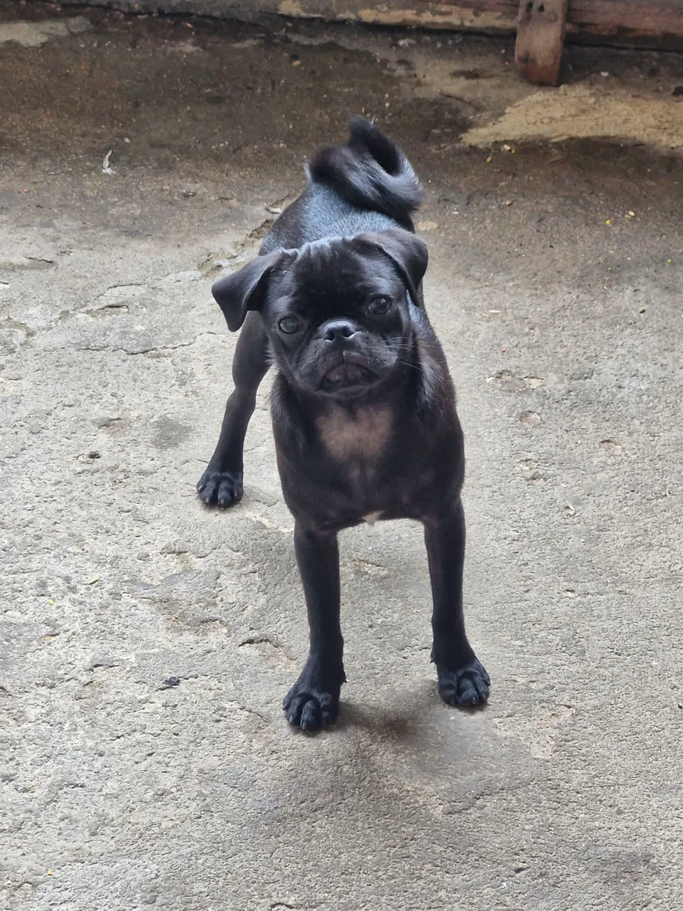 Pug Femea Preto - Filhote