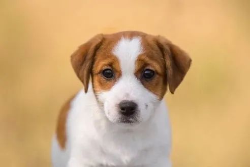 Filhotes de Jack Russell Pequenos, Inteligentes e Divertidos