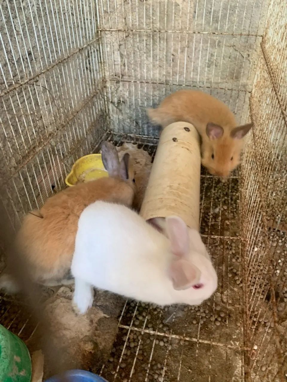 Filhotes de coelho Mini - Foto 2