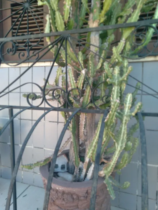 Cacto candelabro no vaso com 5 anos
