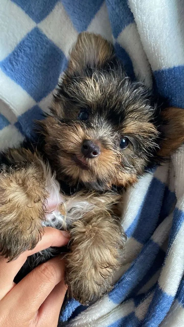 Yorkshire terrier - Foto 3