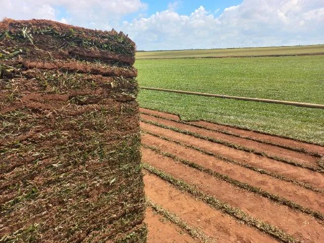 Grama Direto Da Roça - Foto 3