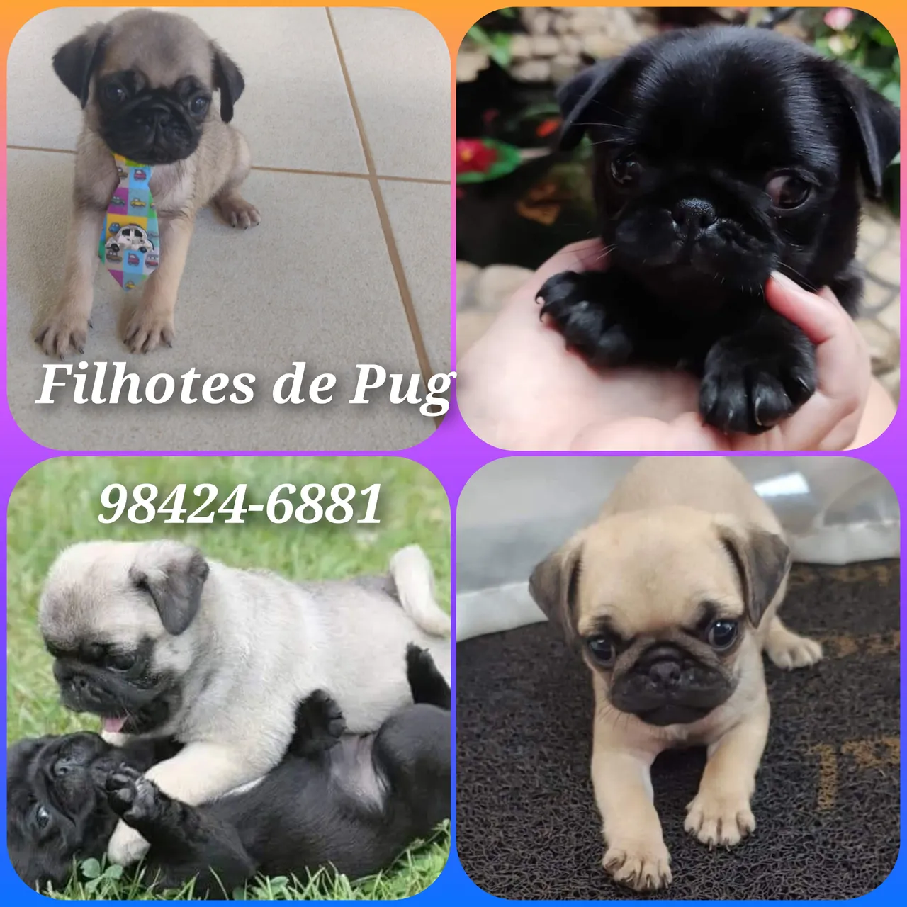 Filhotes de Pug com pedigree