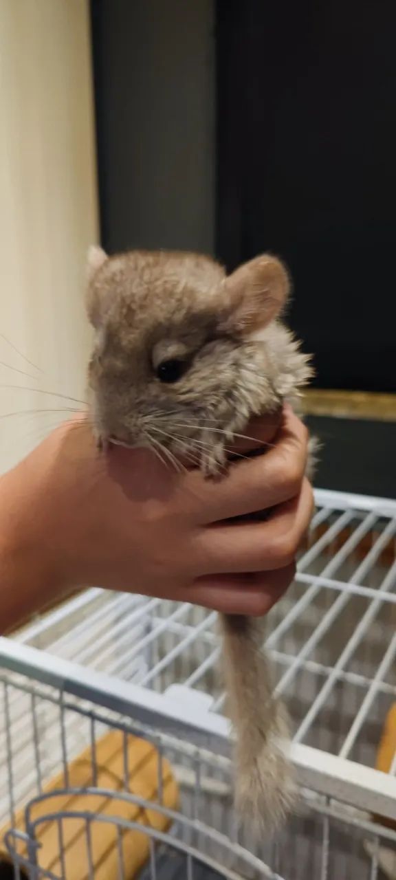 Chinchila  - Foto 4