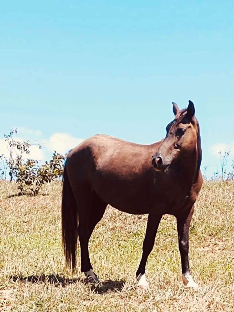 Vendo cavalo preto marcha picada