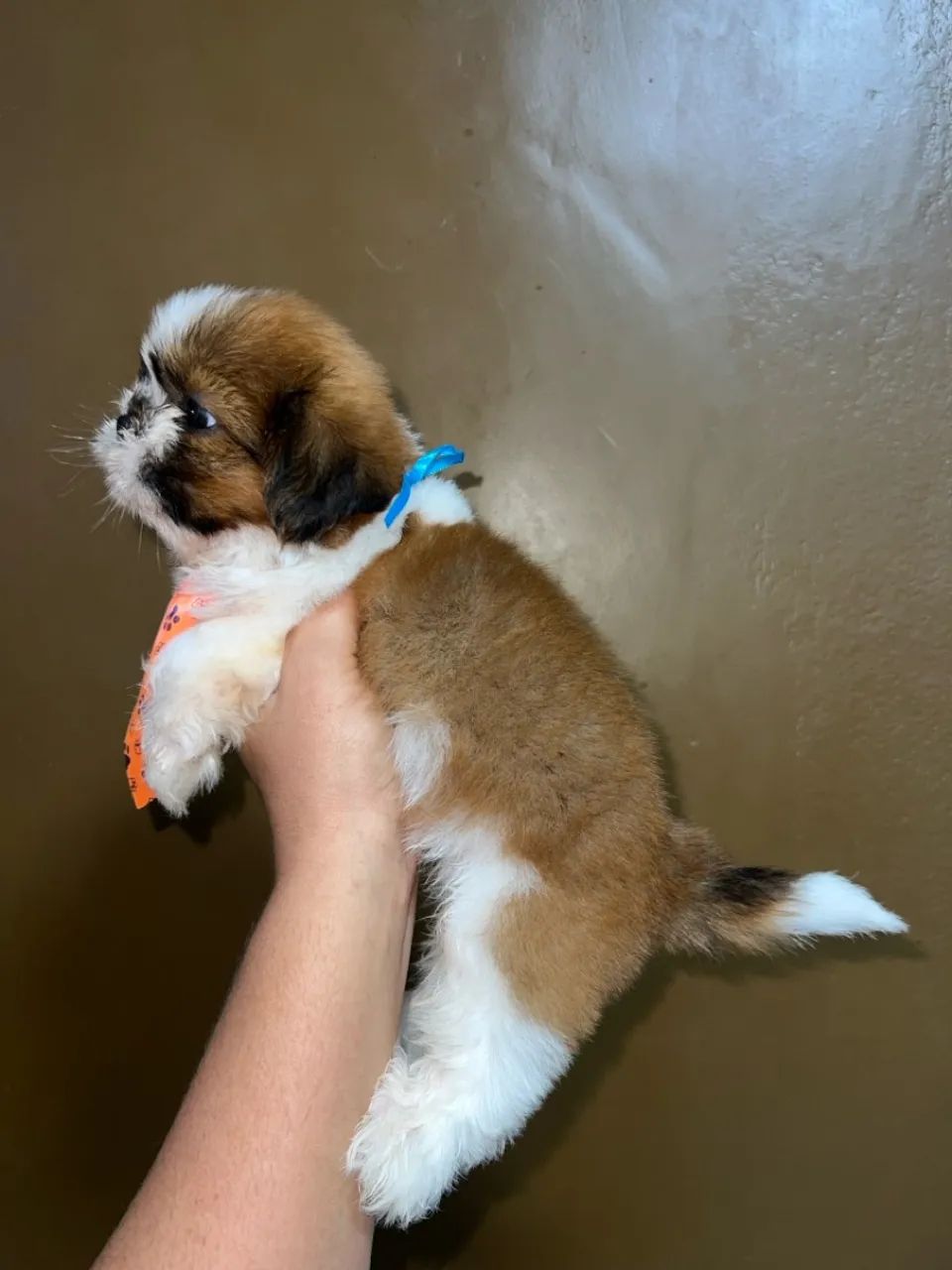 Vende se lindos filhotes de SHIHTZU  - Foto 3