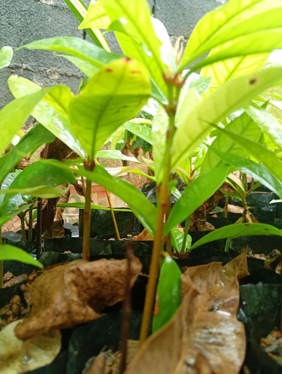 Mudas de jambo vermelho  - Foto 5