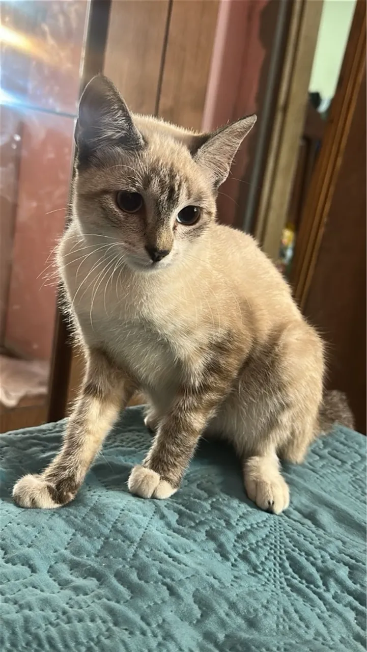 Gatinha para adoção responsável