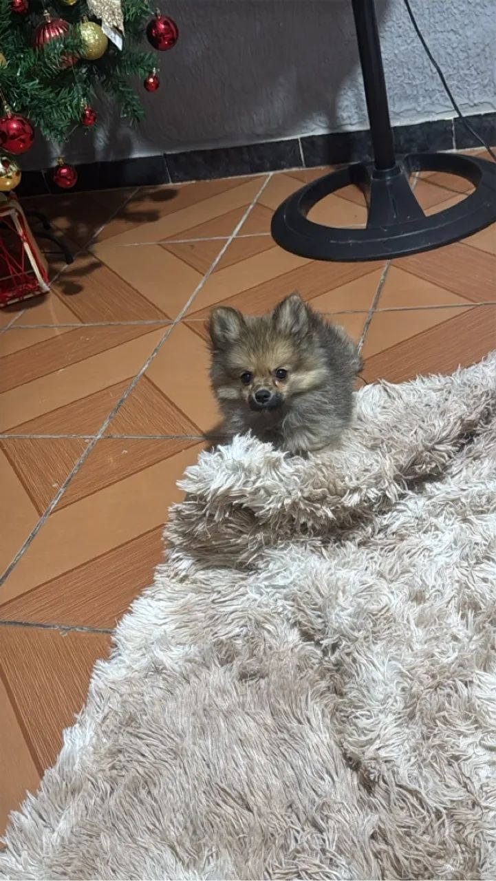 Spitz alemão  - Foto 3