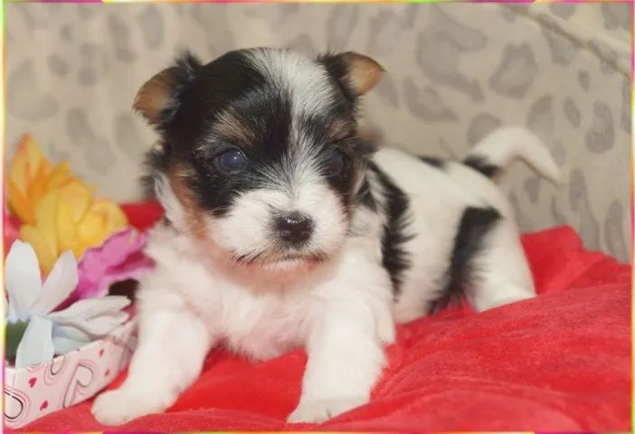 Biewer Terrier Fêmea Tricolor Alegre e Muito Brincalhona