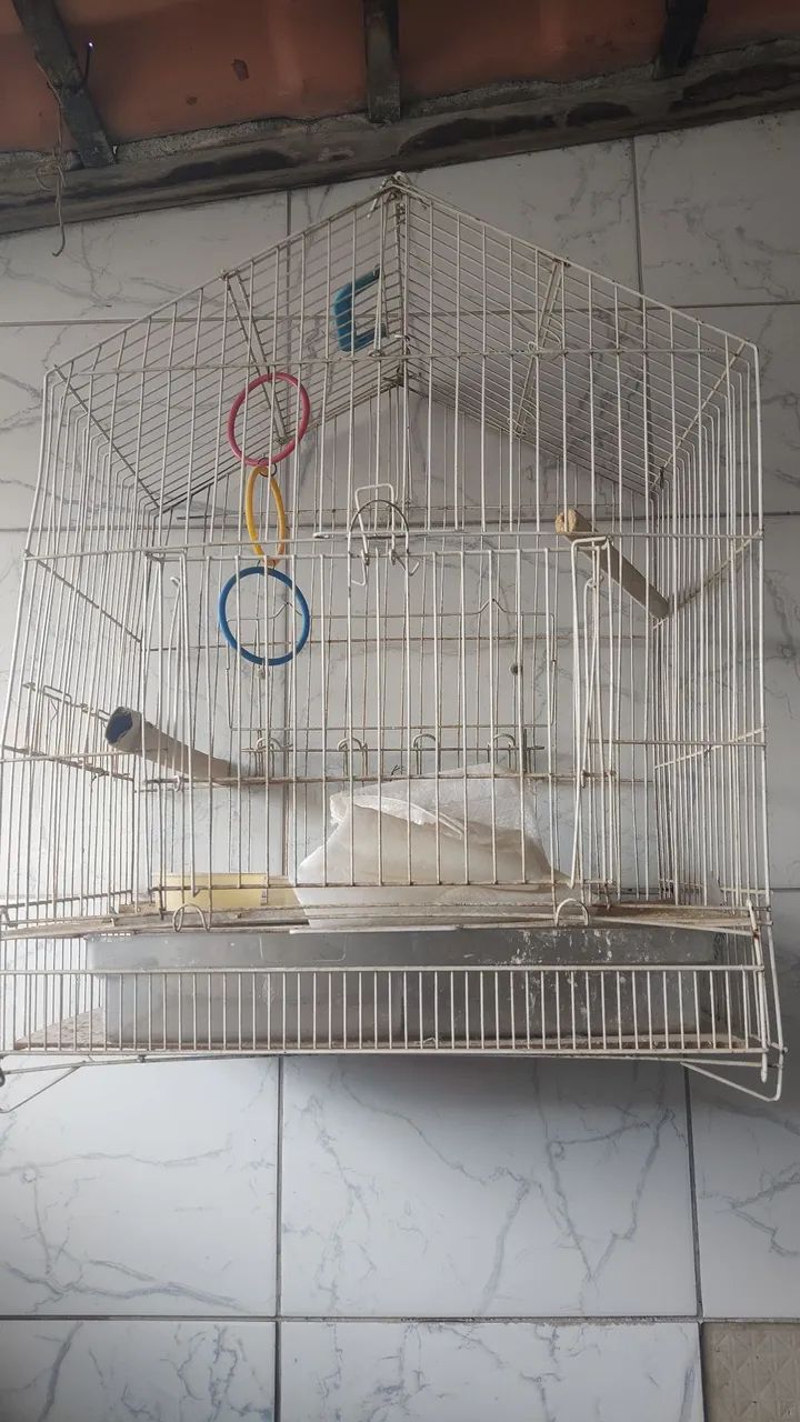Parakeet Cage64293275638146120