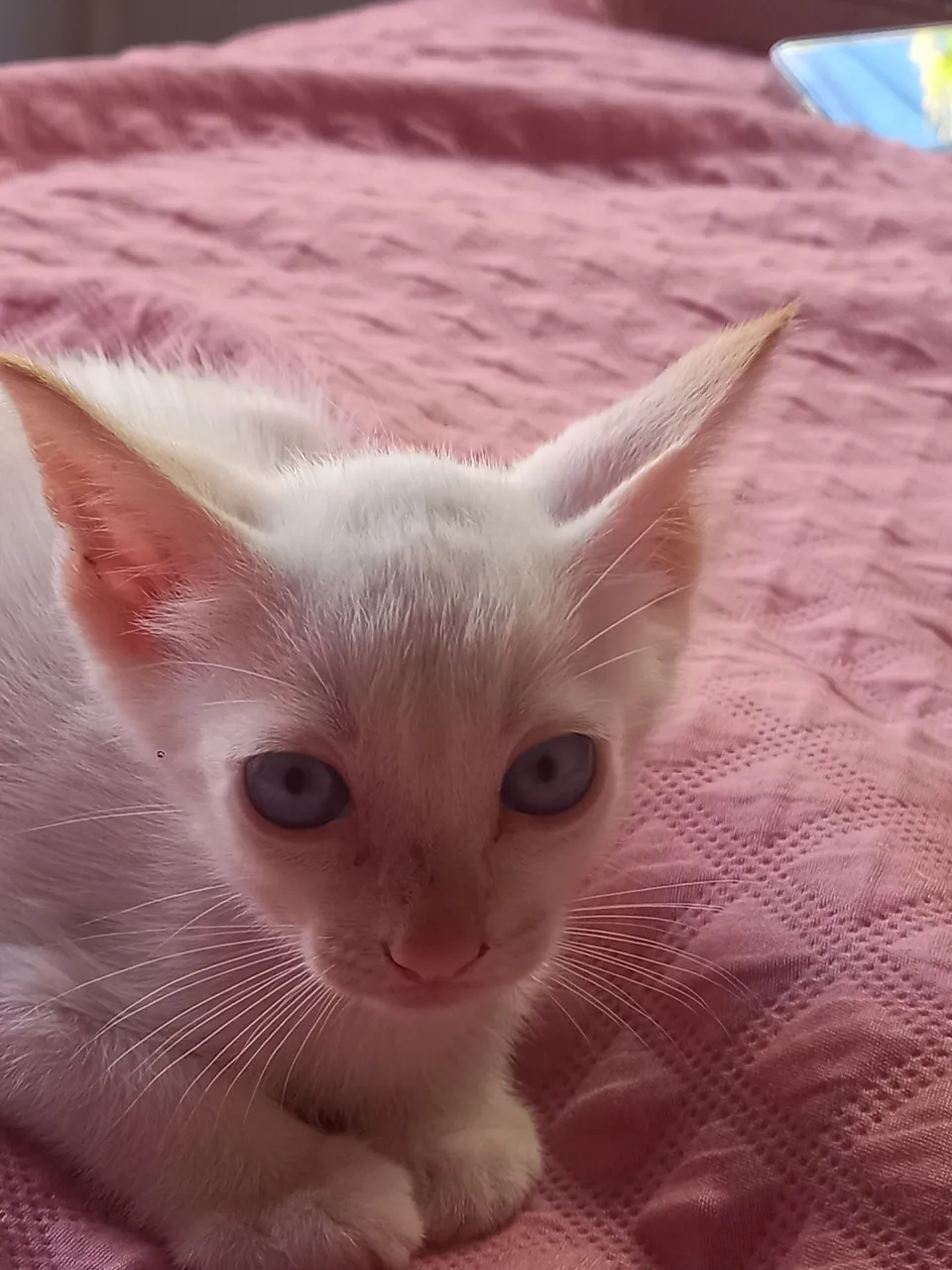 Gatinho filhote branco com olhos azuis