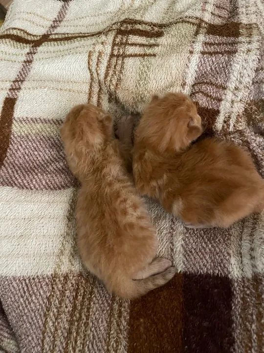 Filhotes de gato da raça british long hair - Foto 3