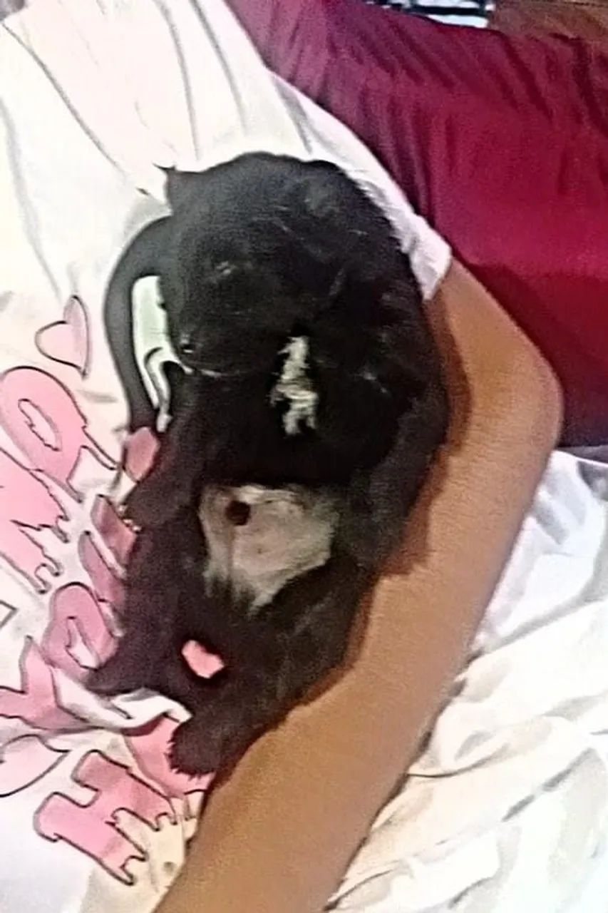 FILHOTES DE PINSCHER COM YORKSHIRE FOFURAS 