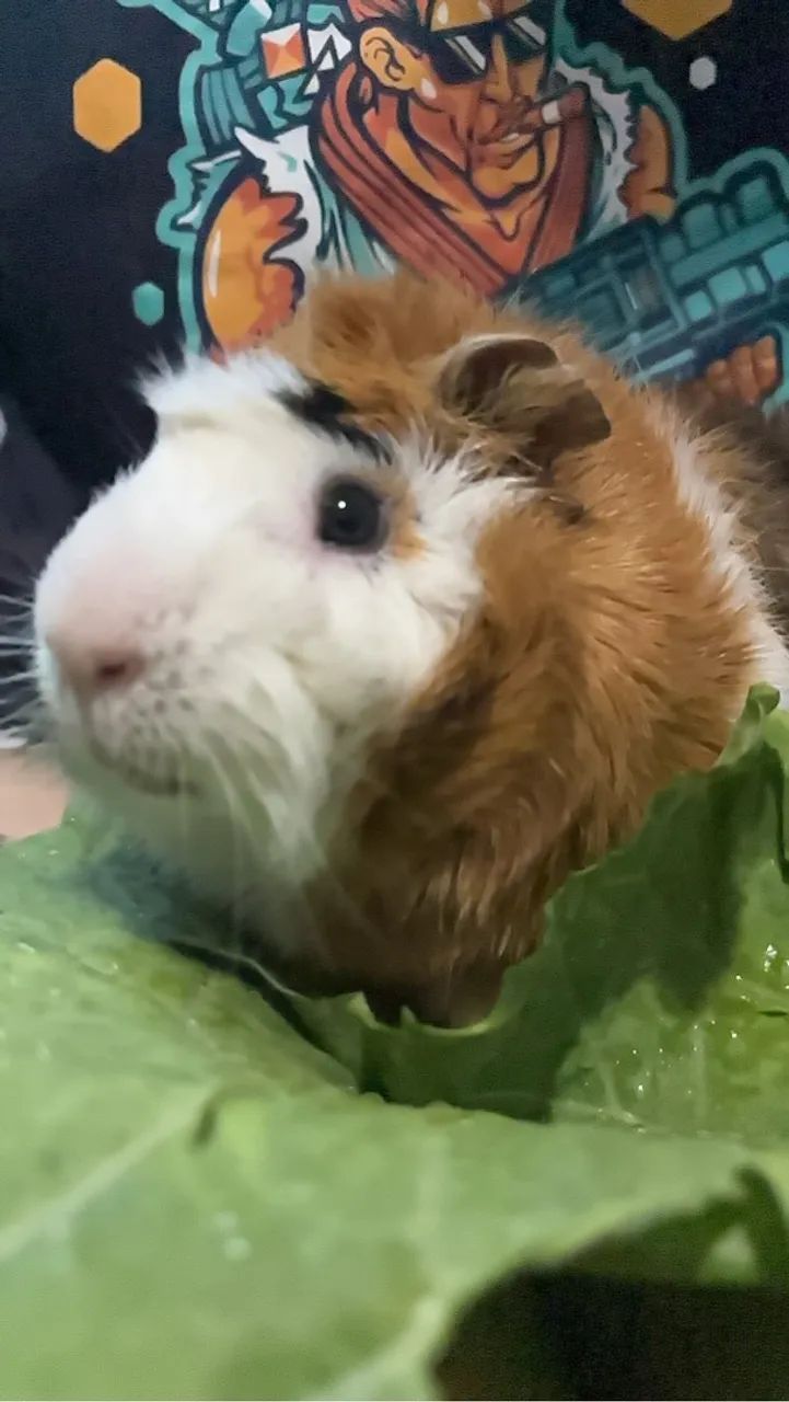 Porquinho da Índia - Foto 4