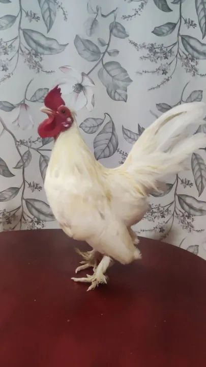 Galos e Galinhas Ornamentais - Criatório G.C - Foto 6