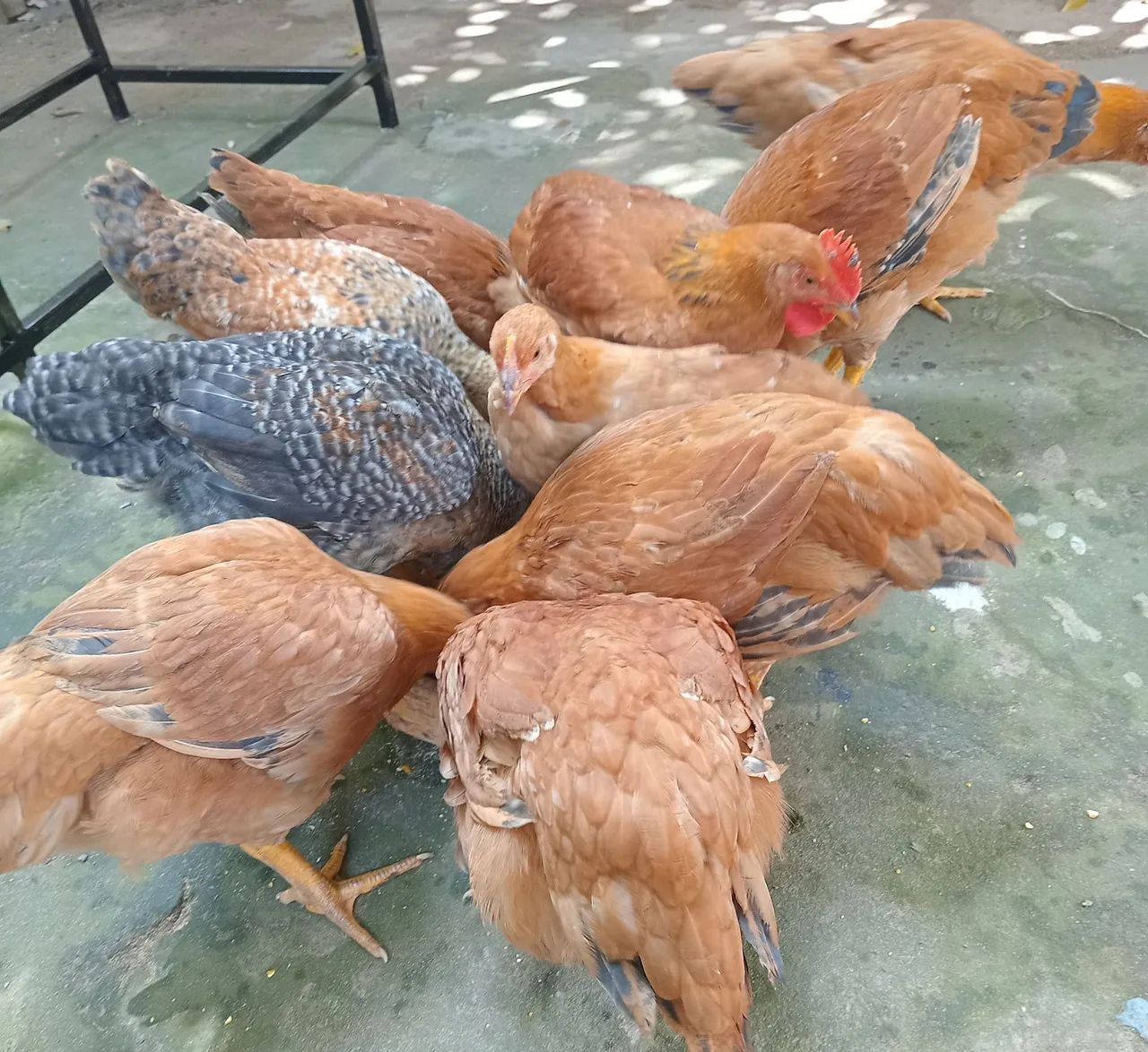 Vendemos 5 frangas e 4 frangos por 270.00 - Foto 3