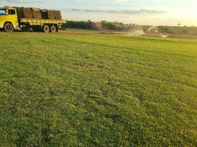 Grama Direto Da Roça - Foto 4