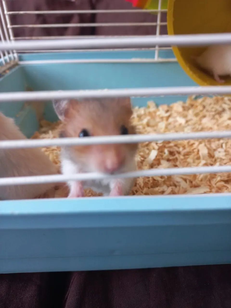 Filhotes de hamster  - Foto 6