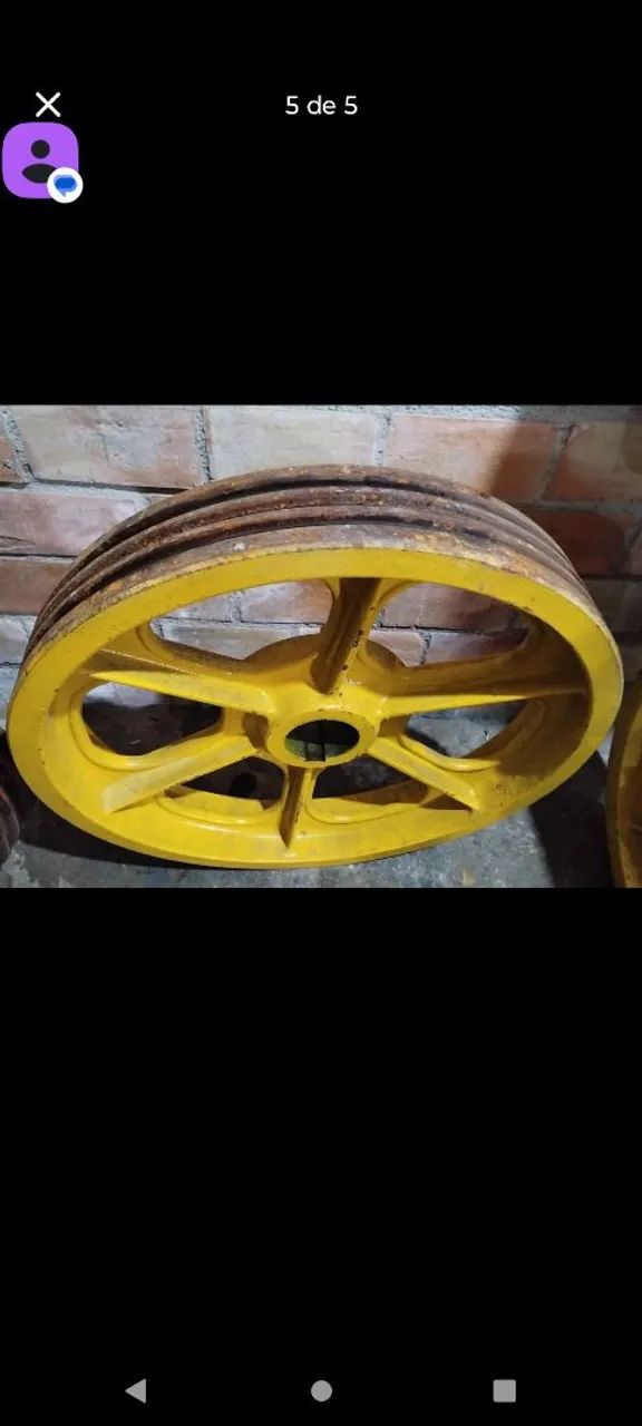 Polia torro  - Foto 2