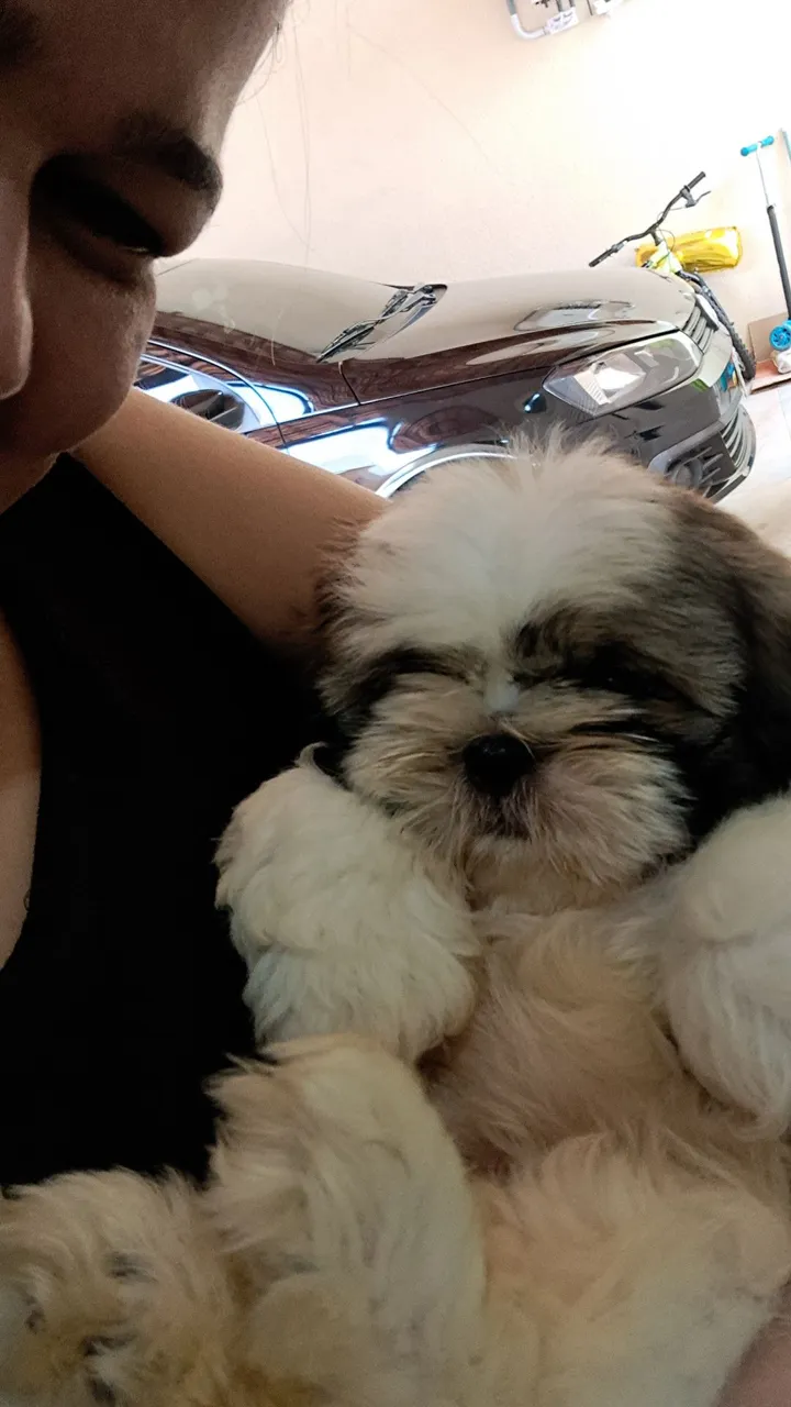 Filhote Shih Tzu fofo e carinhoso