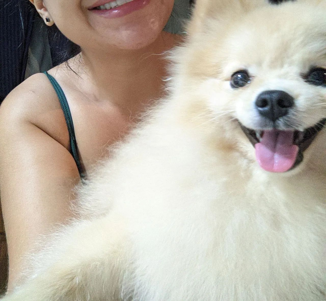 Spitz - Lulu Pomerania lindo e brincalhão-Macho - Foto 4