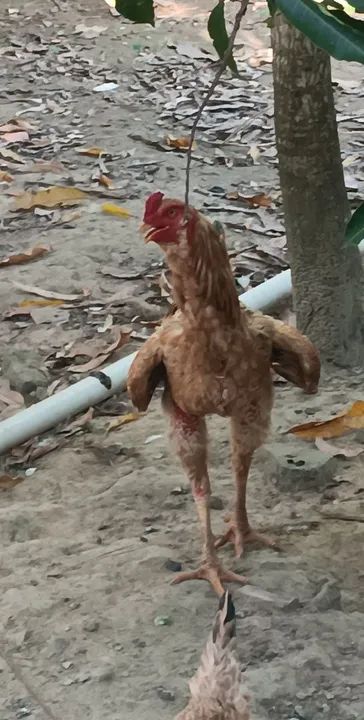 Frango caipira e galinhas para venda