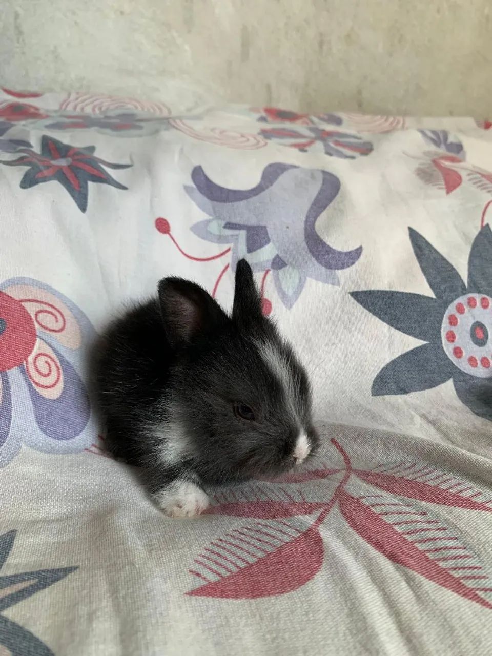 Vendo COELHOS - Foto 3