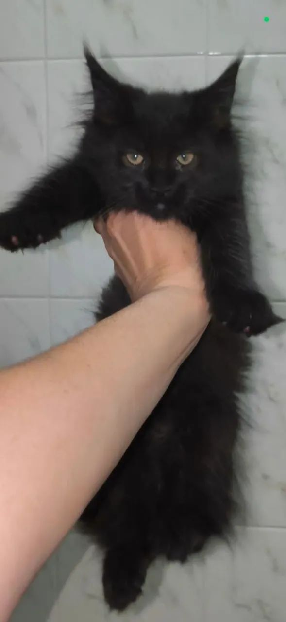 Filhote Maine Coon Black Pantera - Foto 2