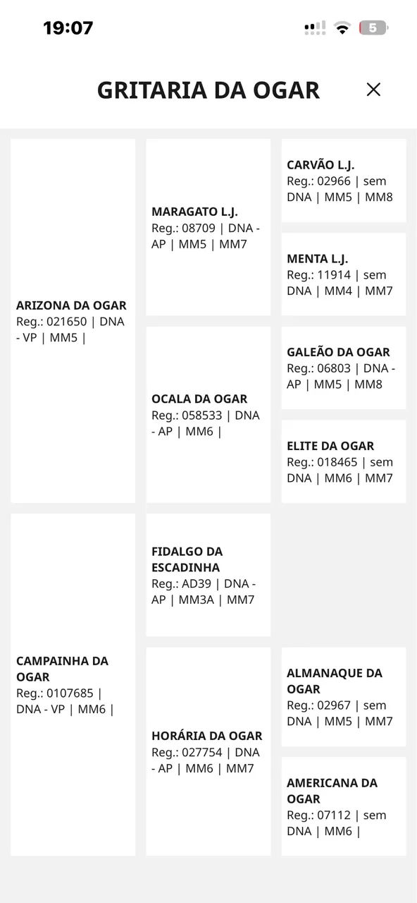 Égua registrada MM - Foto 4