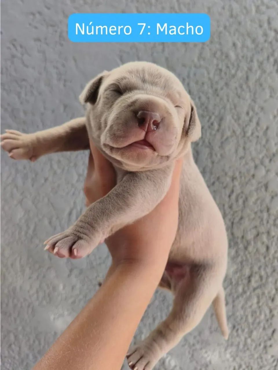 Cachorro Pit Monster - Foto 3