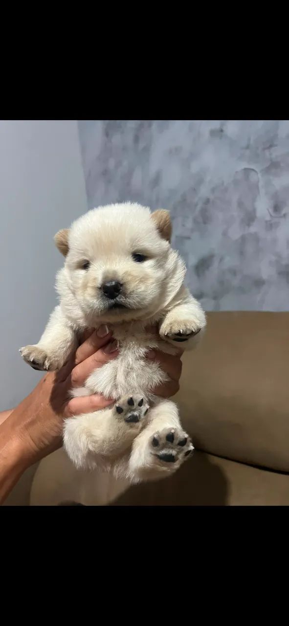 Filhote de chow chow