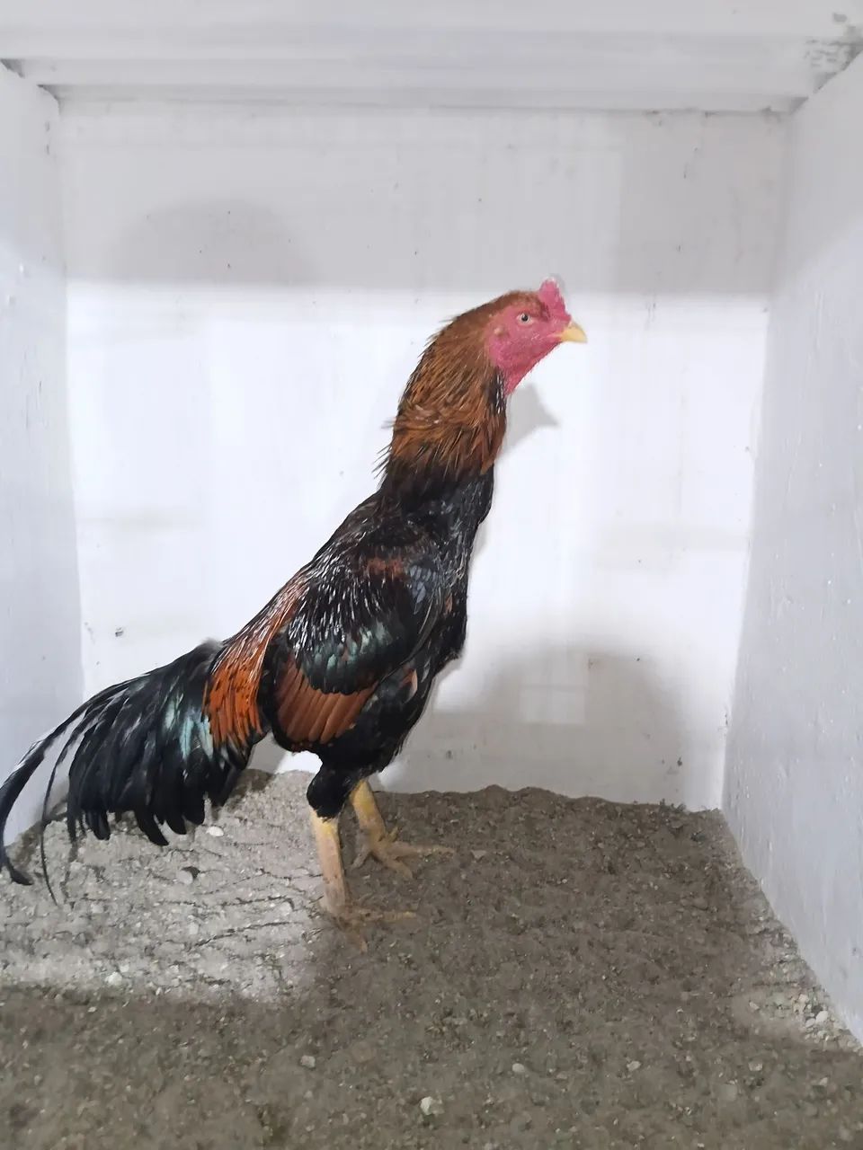 Frango - Foto 2