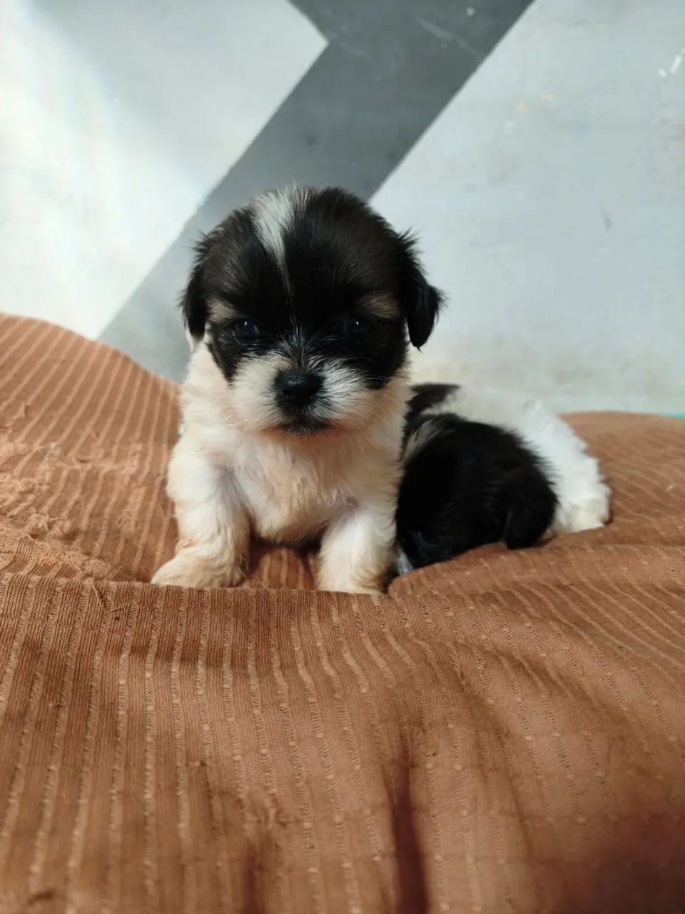 Lhasa apso macho - Foto 5