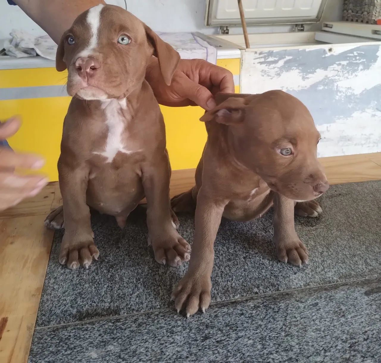 Vendo filhotes Pitbull monster 