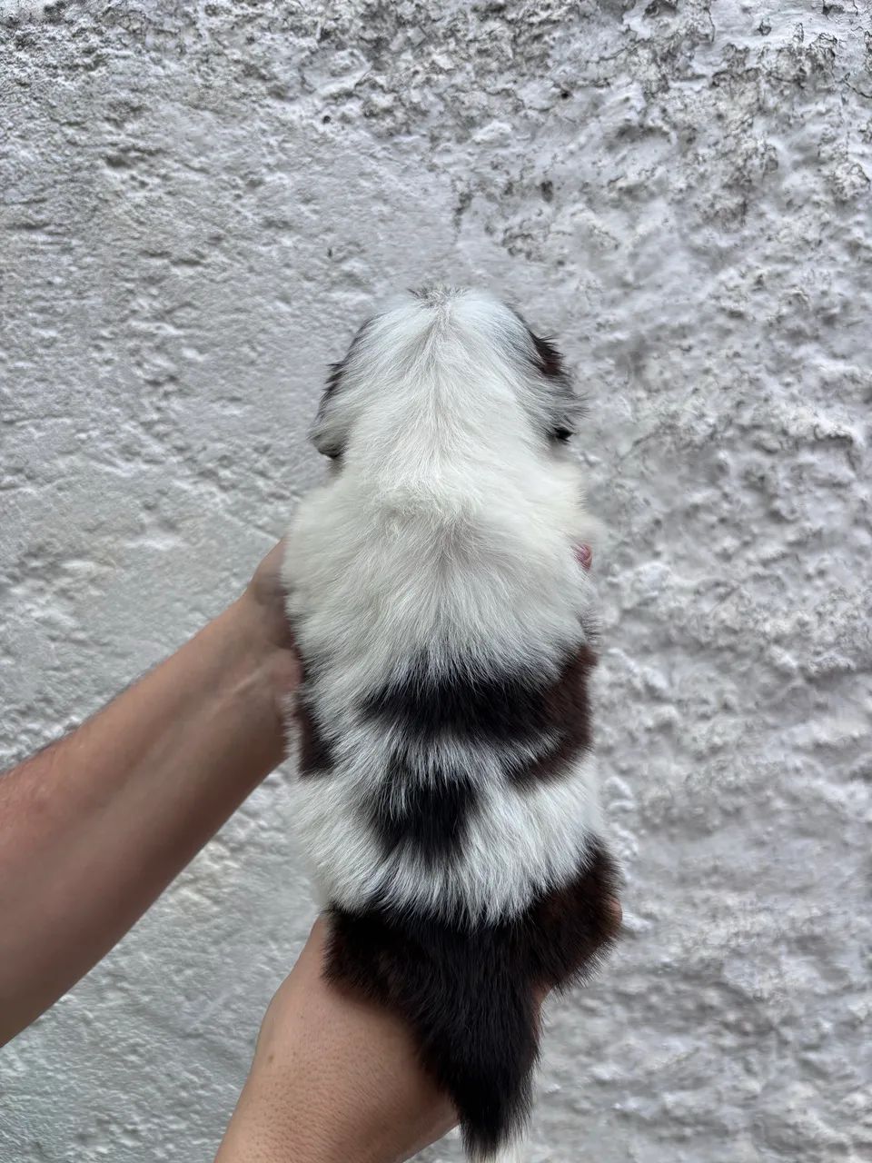 Filhotes de Shih Tzu  - Foto 4