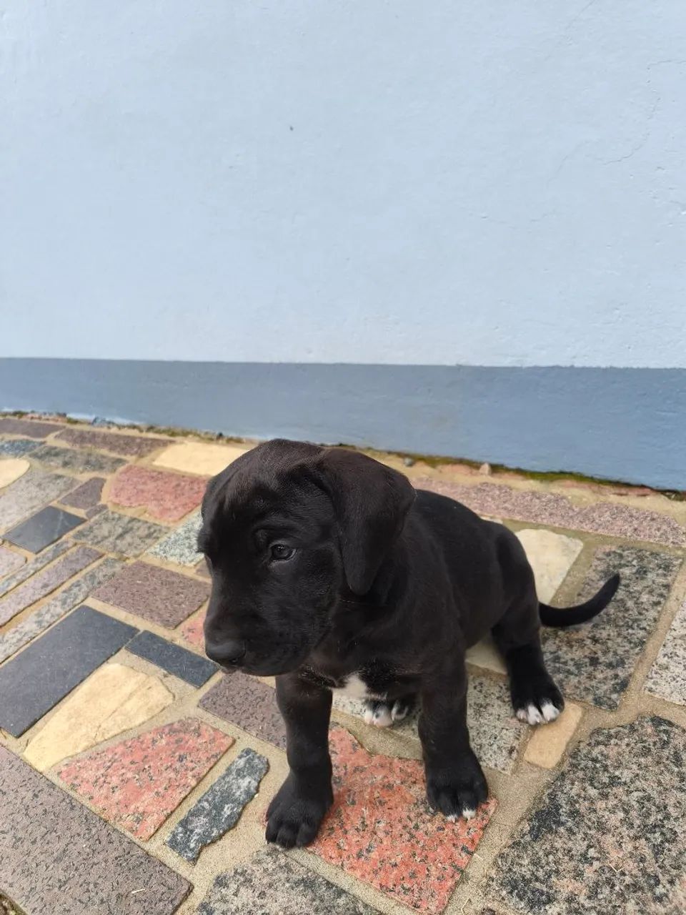 Dogue Alemão  - Foto 4