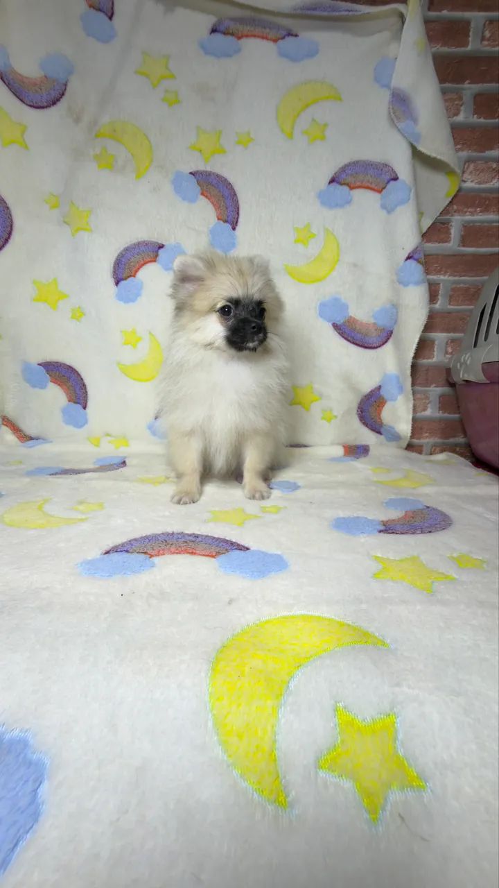 Spitz alemão anão  - Foto 3