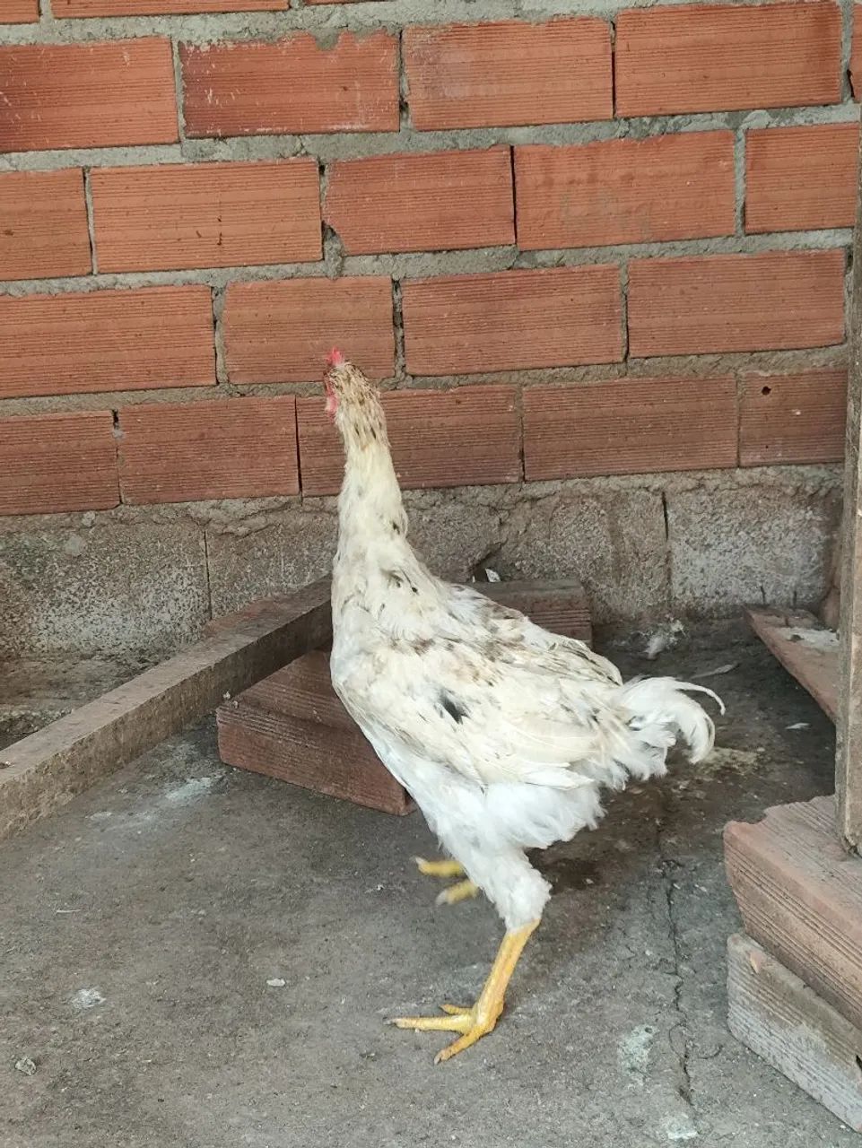 Frango Branco mistura com GSB  - Foto 3