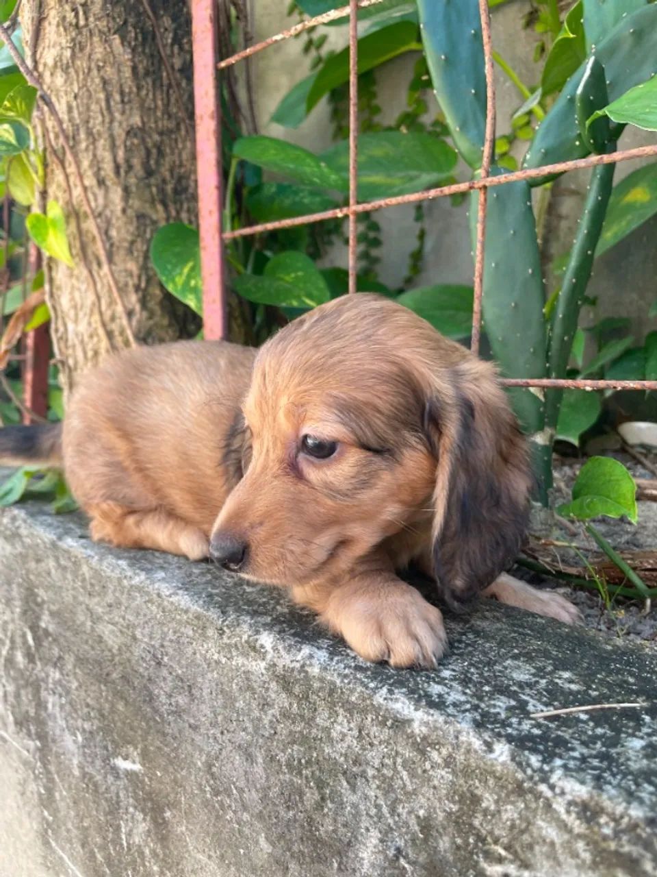 Filhotes Dachshund com Beleza e Qualidade - Foto 2