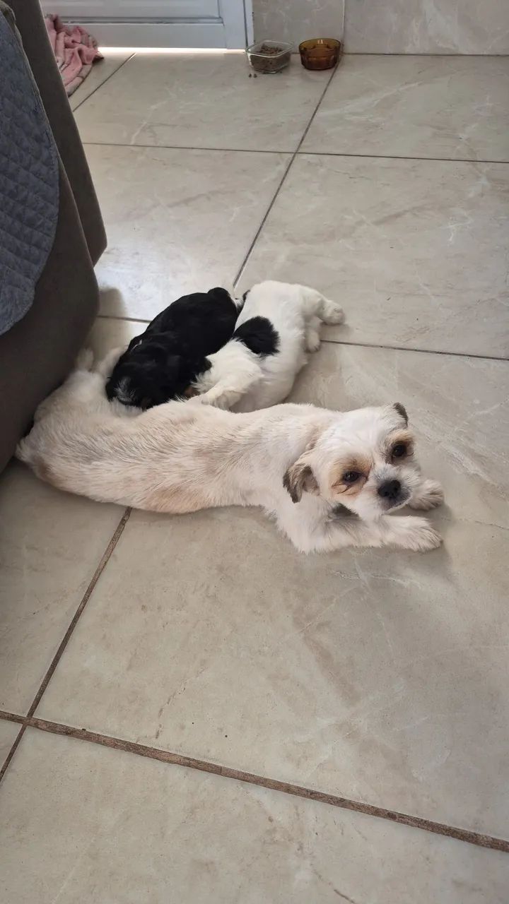 VENDO CACHORRO - Foto 3