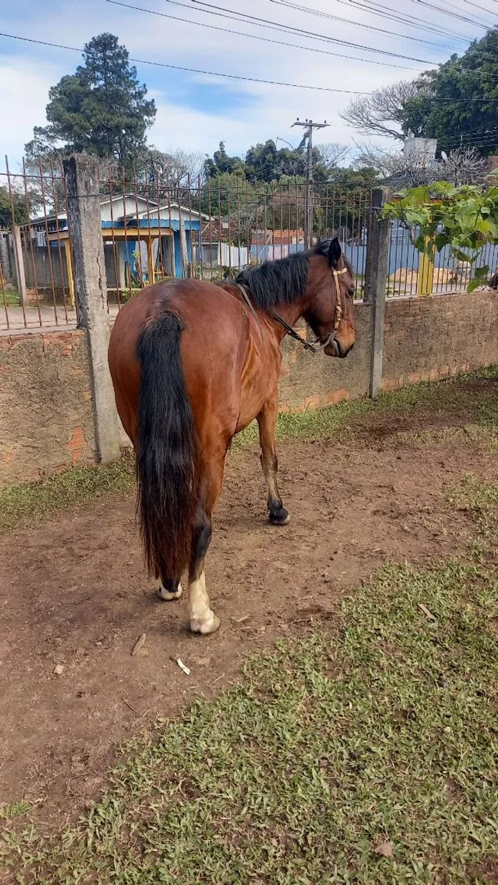 Cavalo Crioulo - Foto 2